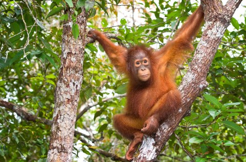Orangutan-3.jpg
